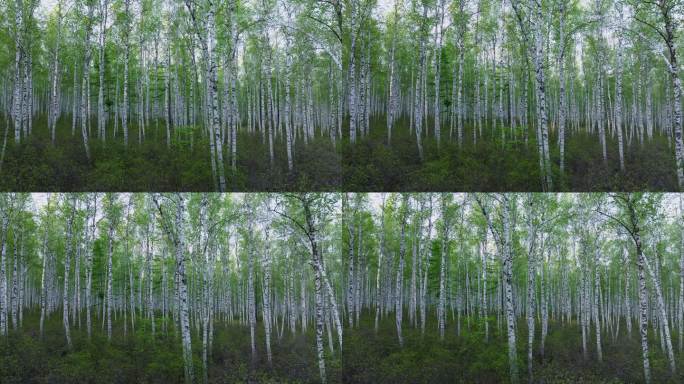 春天的白桦树林