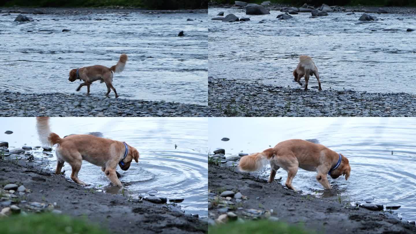 金毛狗狗河边溪流玩水