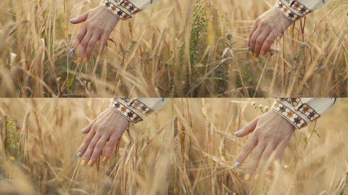 身着乌克兰刺绣衬衫的女子抚摸着成熟的大麦或小麦穗