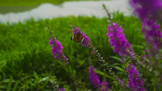 蝴蝶昆虫花丛中的蝴蝶实拍素材