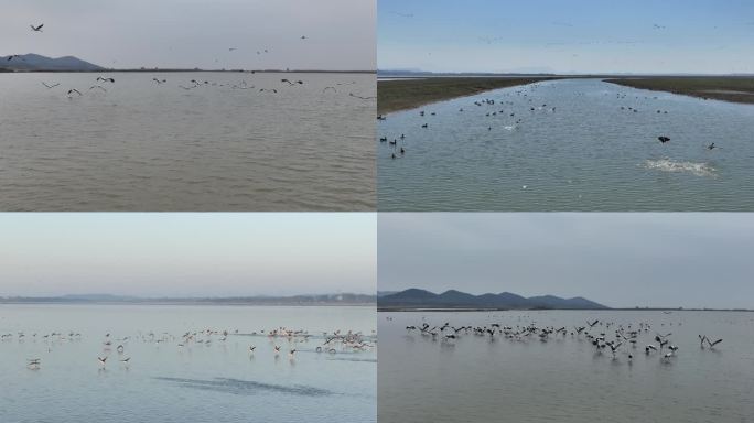 湿地航拍国家珍稀保护动物鸟类