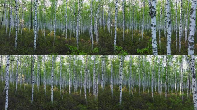 春天的白桦树林