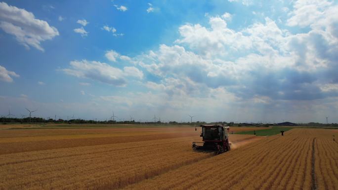 航拍小麦收割加延时 黄骅旱碱麦