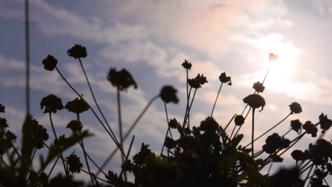 W四川成都傍晚黄昏花朵与天空