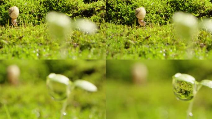 夏日 草地 蜗牛 阳光 露珠2