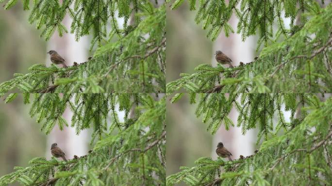 在爱沙尼亚的一个春天的北方森林里，敦诺克栖息在一棵云杉的树枝上唱歌