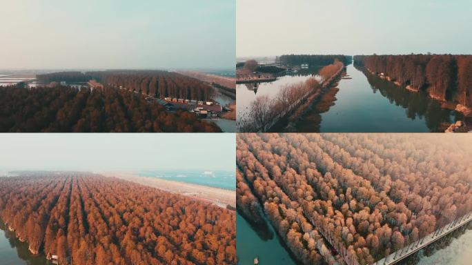 兴化李中水上森林