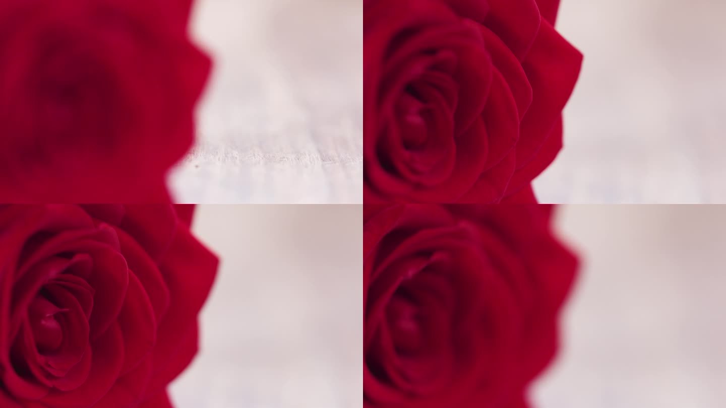 红玫瑰花相机的微距聚焦拉动一点