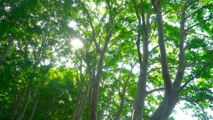 梧桐树梧桐叶阳光夏天夏日逆光夏天唯美树叶