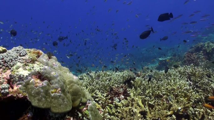 在巴厘岛的水下海洋中发现的鱼类种类的多样性确实令人惊叹。