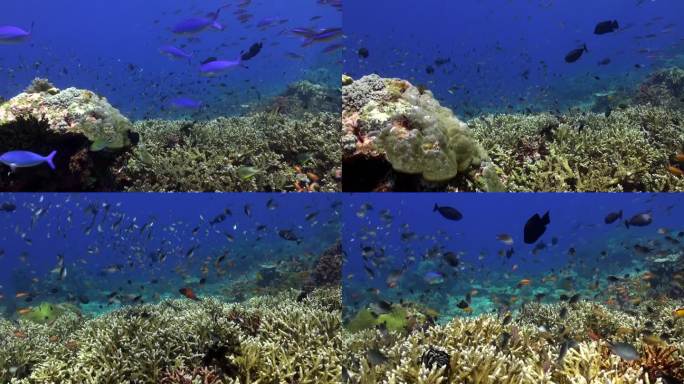 在巴厘岛的水下海洋中发现的鱼类种类的多样性确实令人惊叹。