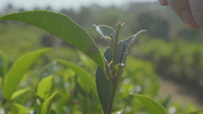 茶园 采茶基地 种植茶叶