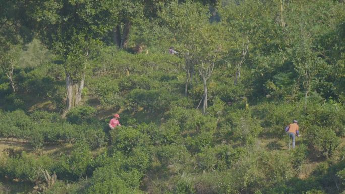 茶园 采茶基地 种植茶叶