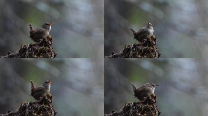 爱沙尼亚，日落后，一只小欧亚鹪鹩在春天森林的树桩顶上唱歌的特写