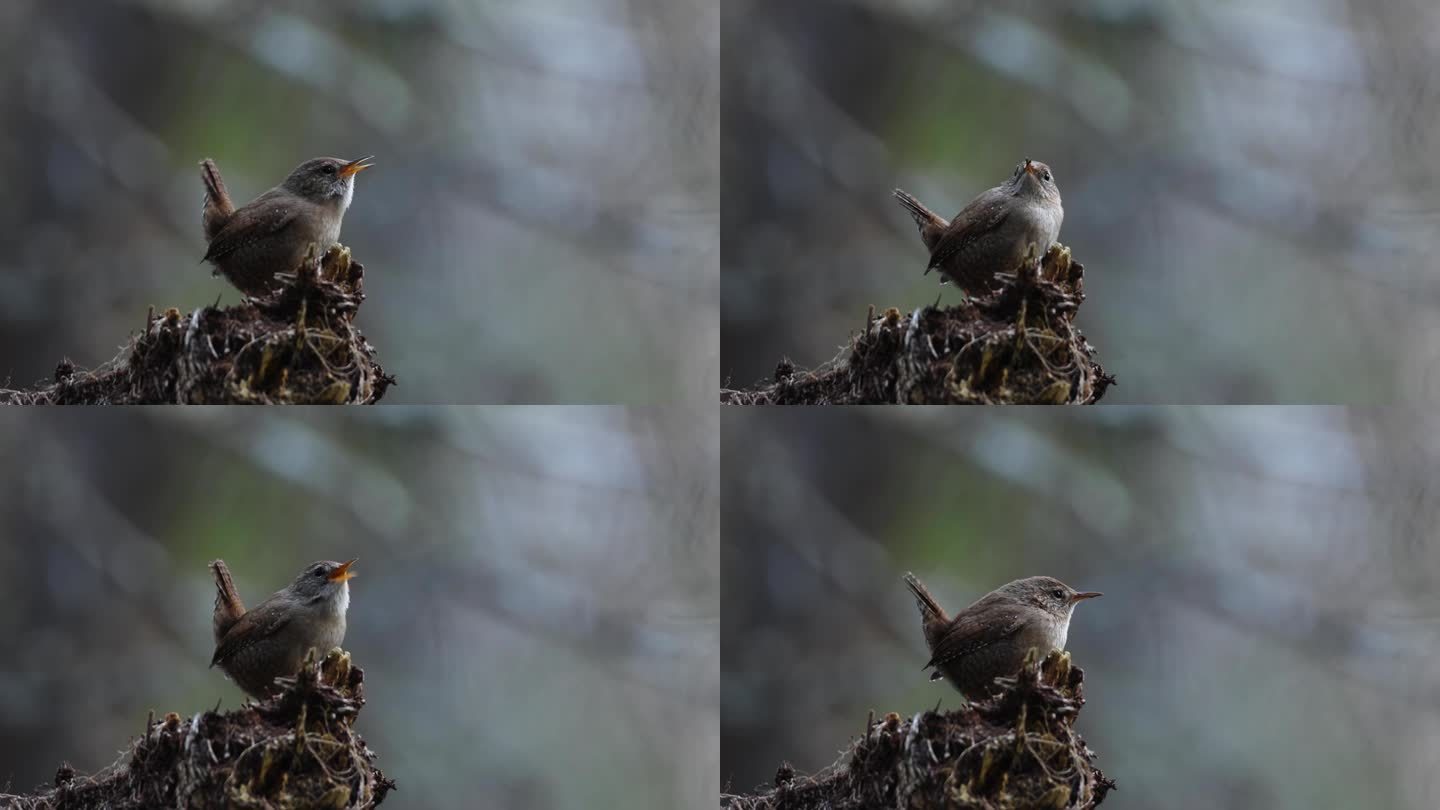 爱沙尼亚，日落后，一只小欧亚鹪鹩在春天森林的树桩顶上唱歌的特写
