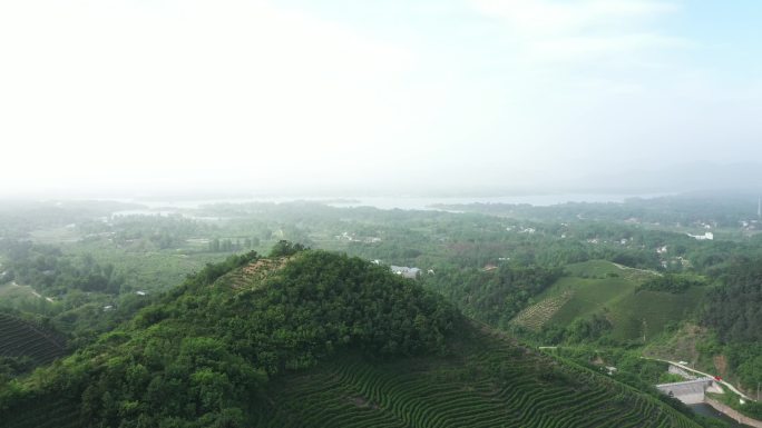 信阳茶山河南信阳毛尖南湾湖茶乡