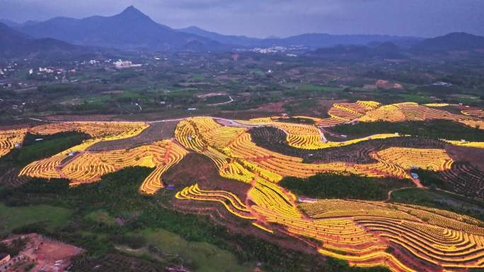 航拍海南天涯育才火龙果基地 生态农业园