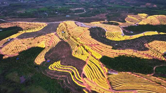 航拍海南天涯育才火龙果基地 生态农业园