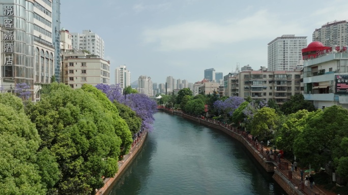 5K-蓝花楹盛开时的昆明盘龙江