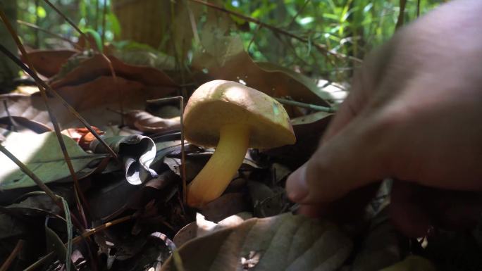 森林里生长的蘑菇野生菌牛肝菌