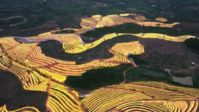 航拍海南天涯育才火龙果基地 生态农业园