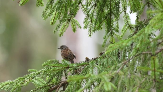 在爱沙尼亚的一个春天的北方森林里，敦诺克栖息在一棵云杉的树枝上唱歌