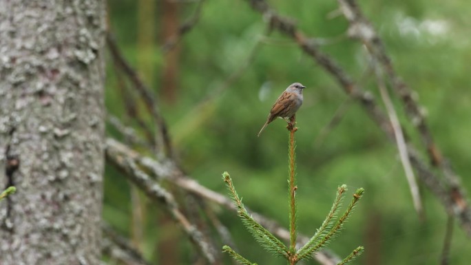 小鸣禽Dunnock栖息在爱沙尼亚的一个春天的北方森林里，过了一会儿就离开了