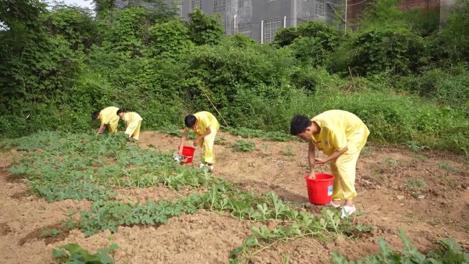 学校学生小菜园种植学农基地