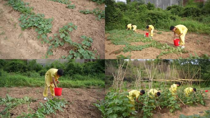 学校学生小菜园种植学农基地