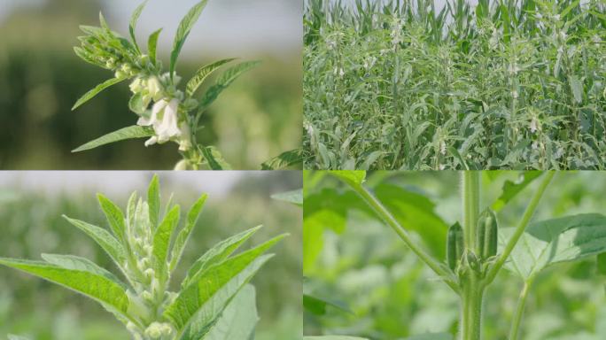 芝麻地芝麻开花节节高