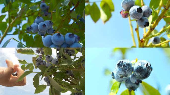 蓝莓种植采摘