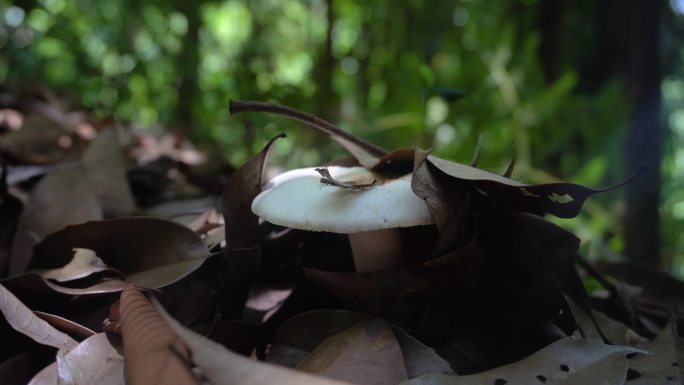 森林里生长的蘑菇野生菌