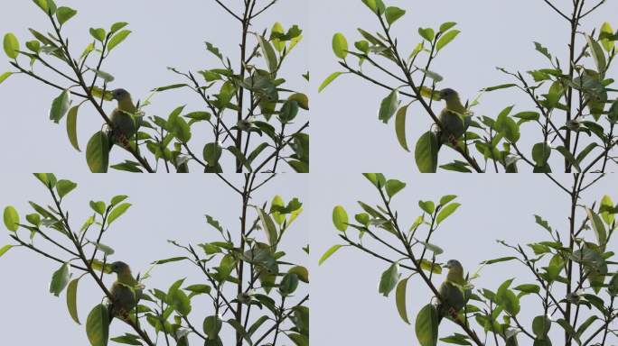 珍稀鸟类黄脚绿鸠在树上张望