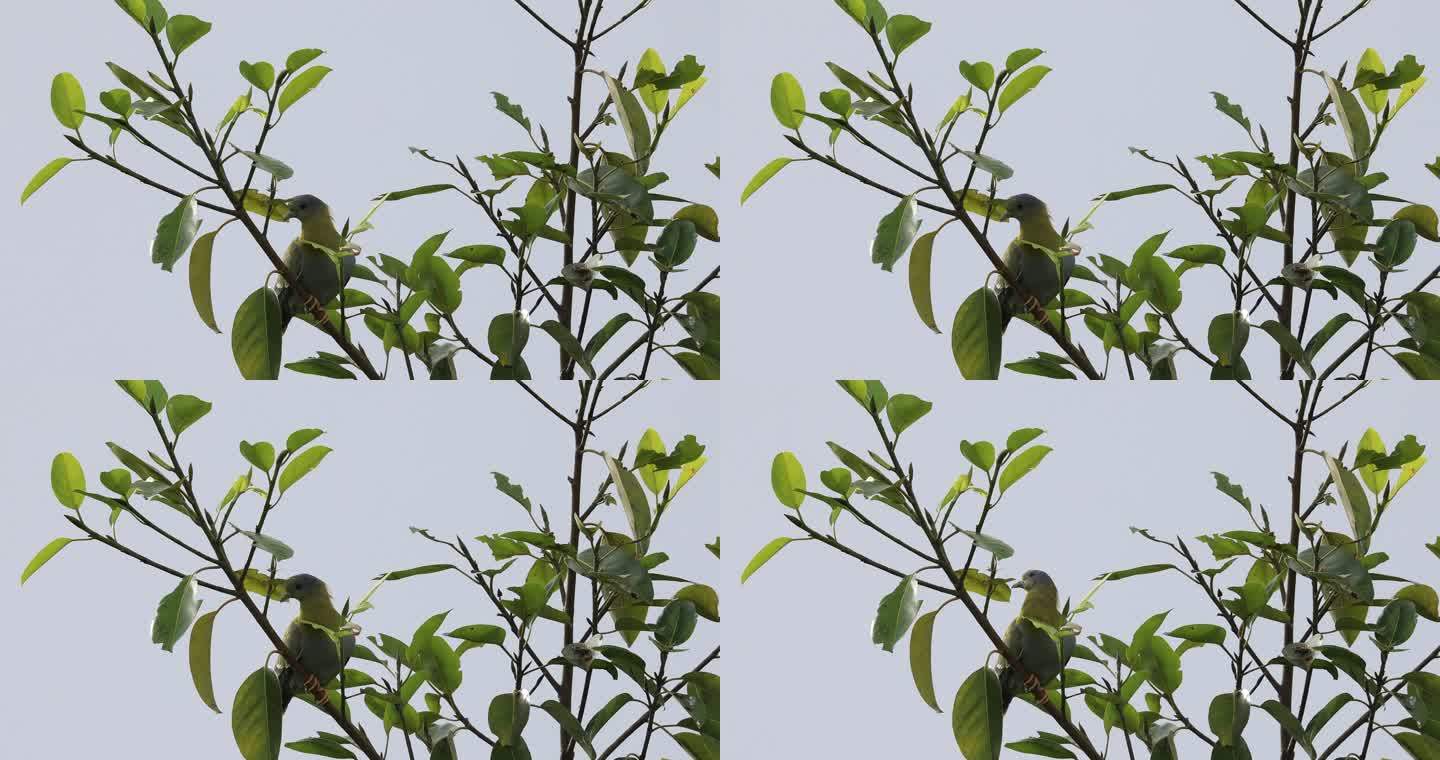 珍稀鸟类黄脚绿鸠在树上张望