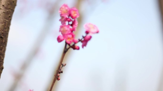 梅花与蜜蜂的美妙邂逅