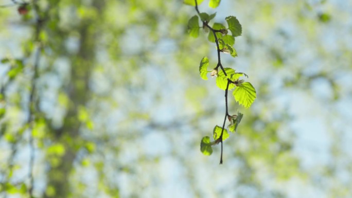 春天里白桦树嫩叶的剧照