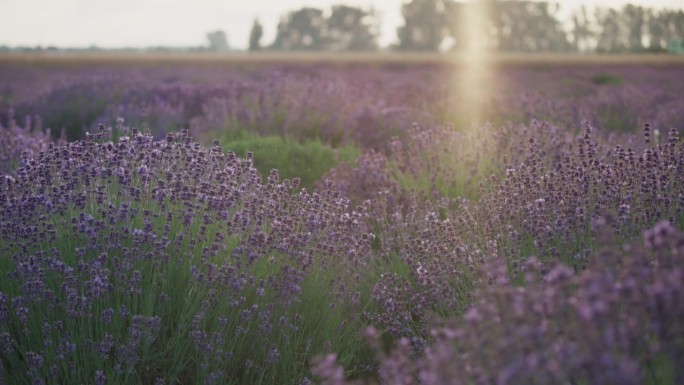日落时草地上的紫色薰衣草花。昆虫在飞行和授粉