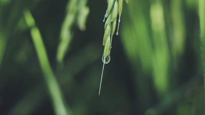 清晨露水露珠