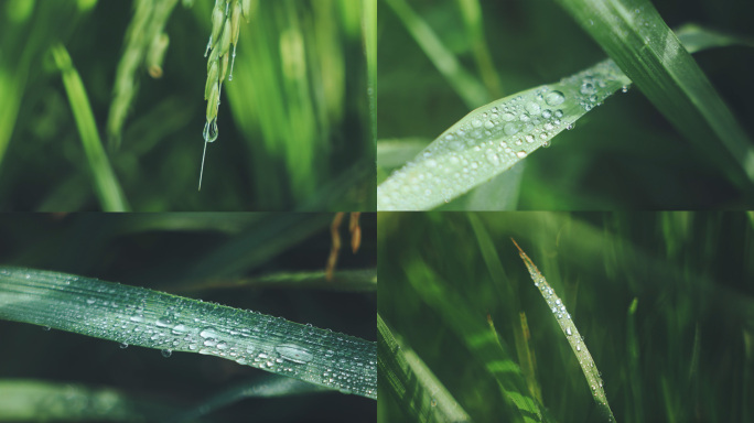 清晨露水露珠