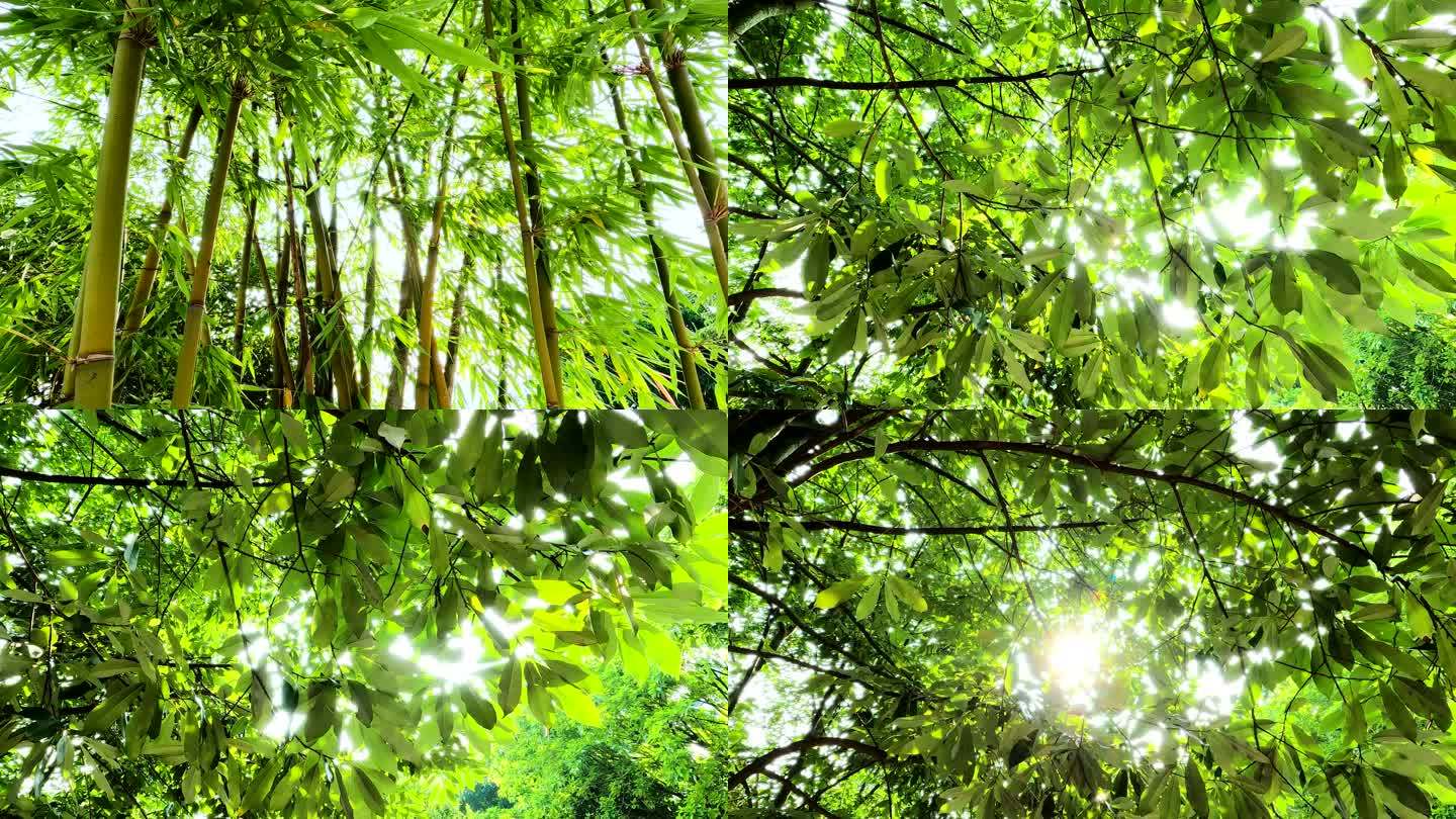 生态竹林树林枫杨树漏光春天绿叶阳光