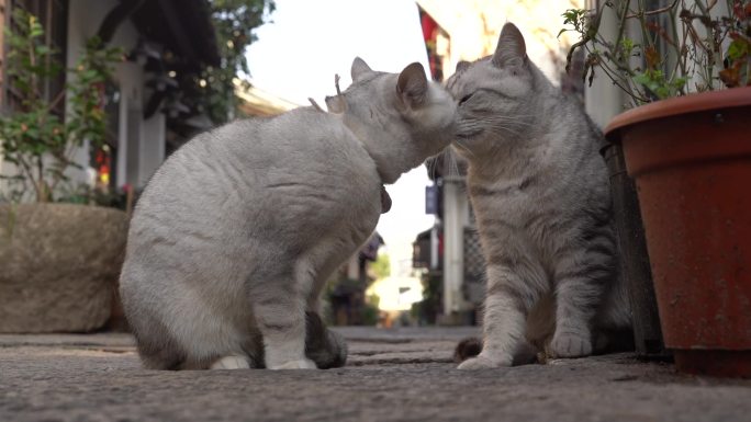 两只猫咪在玩耍