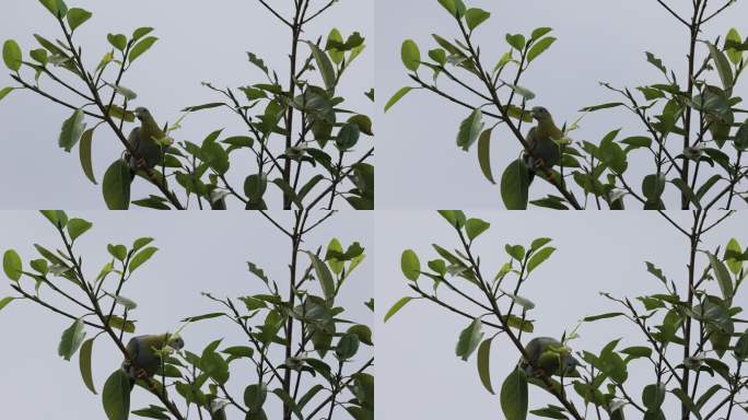 珍稀鸟类黄脚绿鸠啄嫩叶