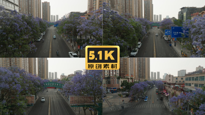5K-昆明联盟路两旁的蓝花楹