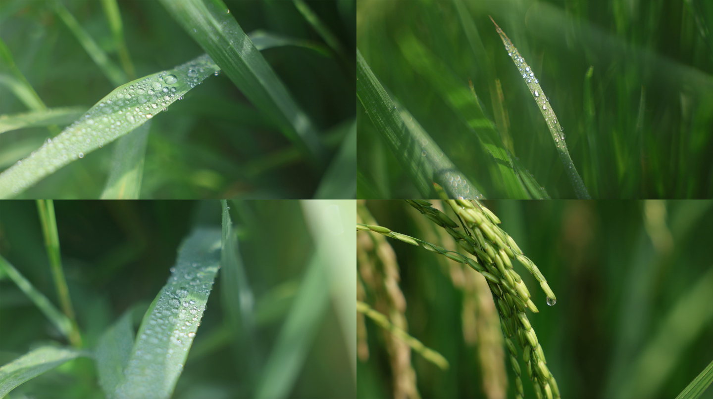 清晨露珠露水阳光