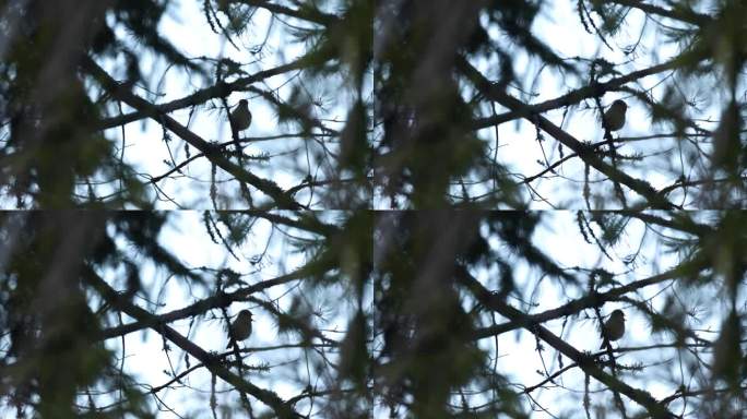 在爱沙尼亚，知更鸟在天黑前栖息歌唱