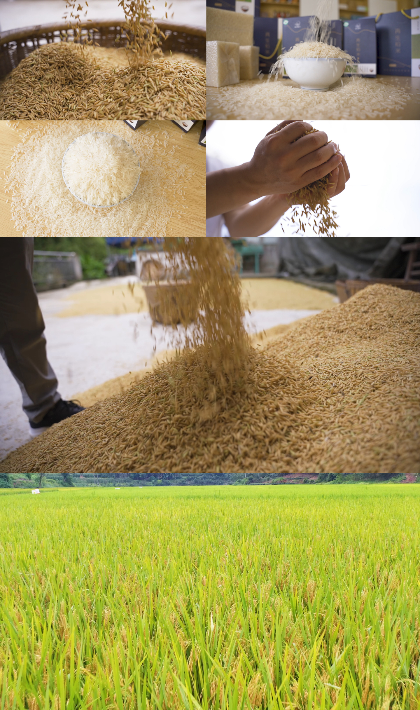 稻谷再生稻米