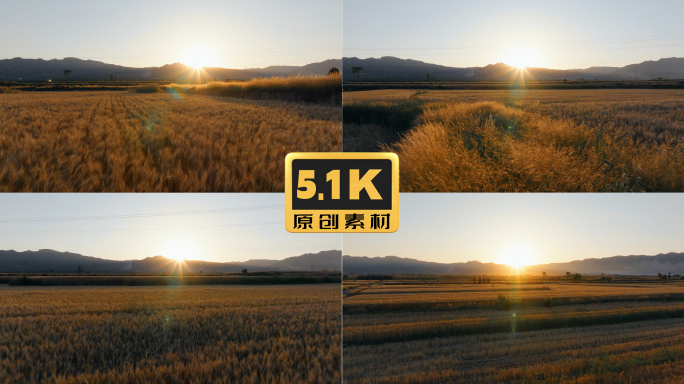 5K-阳光下的金色的麦田，金色的麦浪
