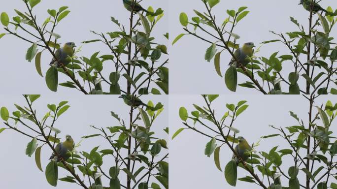 拟啄木鸟惊吓到黄脚绿鸠