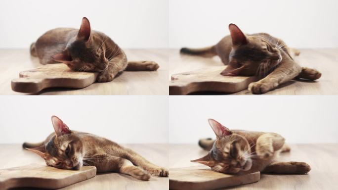 慢动作的阿比西尼亚猫感受激情的橄榄板