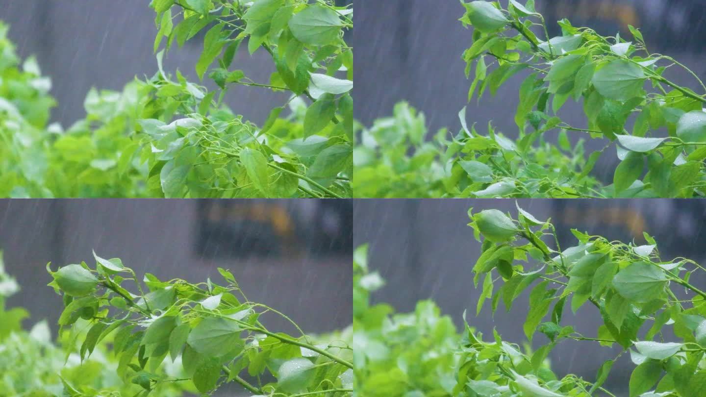 城市下暴雨下雨天雨水雨滴植物树叶子树木雨